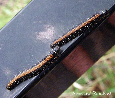 トサカフトメイガの幼虫