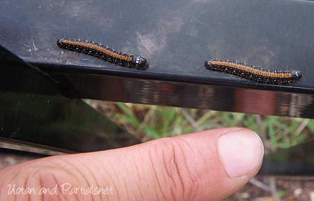 トサカフトメイガの幼虫