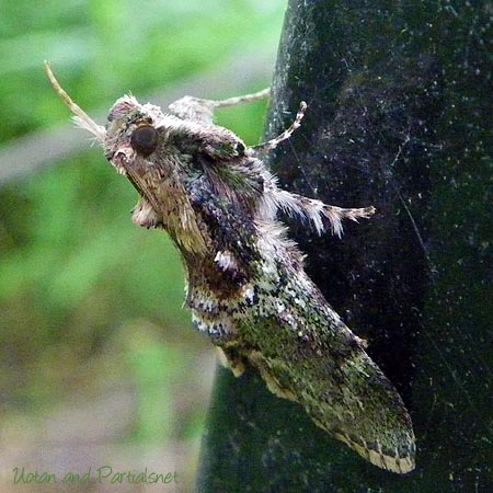 トサカフトメイガ