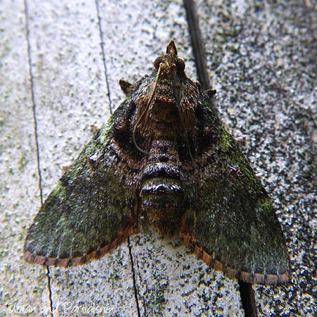 トサカフトメイガ