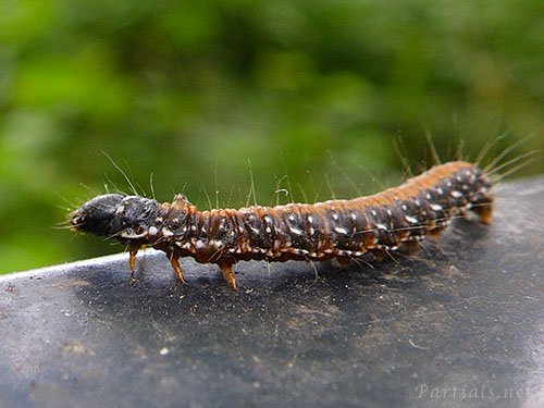 トサカフトメイガの幼虫