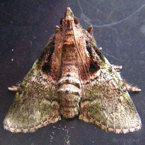 トサカフトメイガ