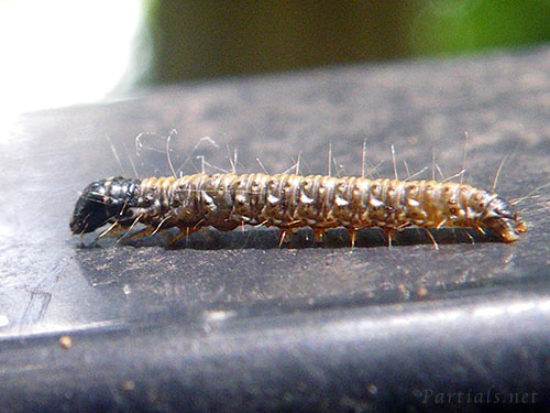 トサカフトメイガの幼虫