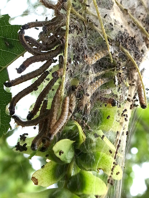 トサカフトメイガの集団巣