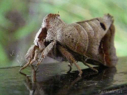 ツマアカシャチホコ