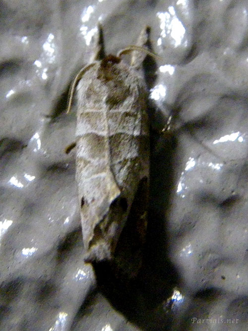 ツマアカシャチホコ