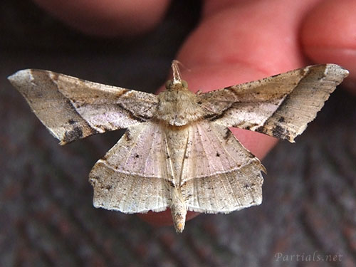 ツマジロエダシャク