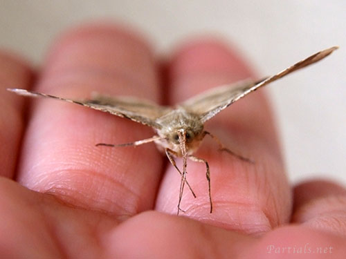 ツマジロエダシャク