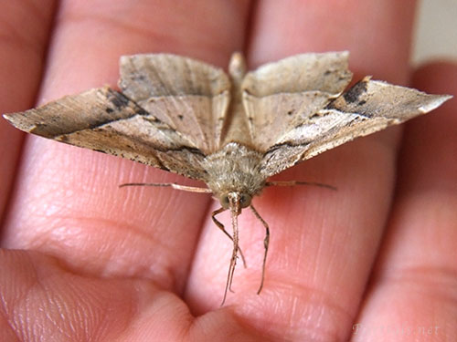 ツマジロエダシャク