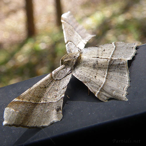 ツマジロエダシャク