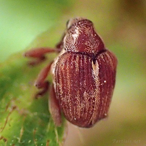 ツツジトゲムネサルゾウムシ