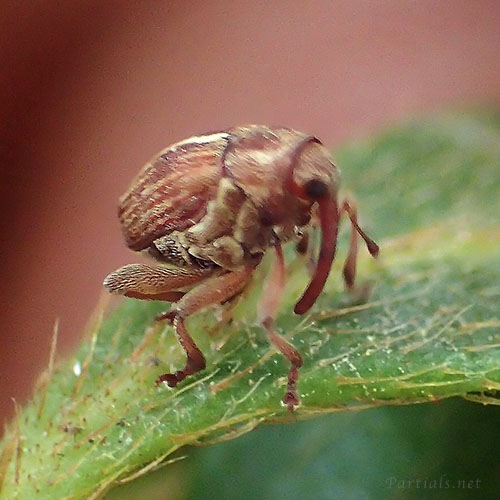 ツツジトゲムネサルゾウムシ