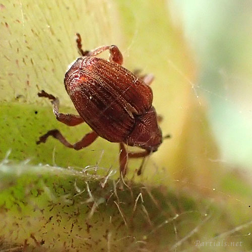 ツツジトゲムネサルゾウムシ