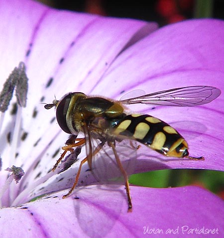 ツヤヒラタアブ