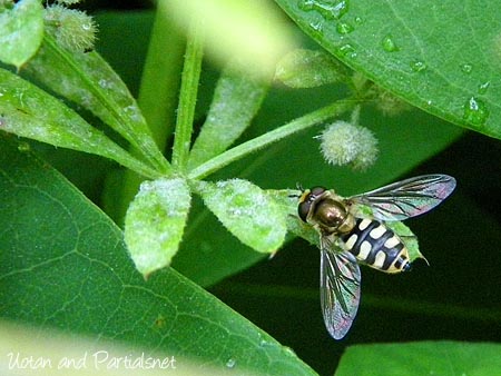 ツヤヒラタアブ