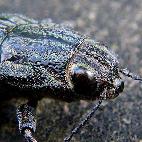 ウバタマムシの顔アップ