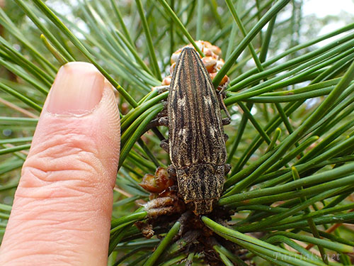 ウバタマムシの大きさ