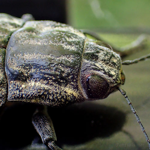 ウバタマムシの顔アップ
