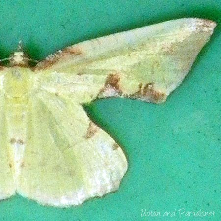 ウコンエダシャク