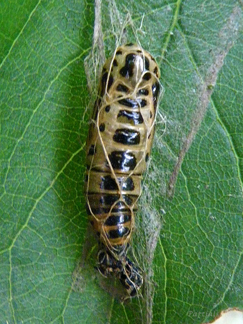 ウメエダシャク蛹