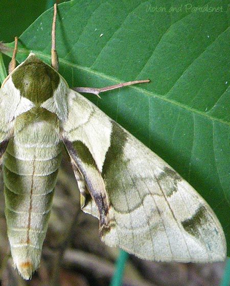 ウンモンスズメ