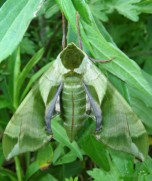 ウンモンスズメ