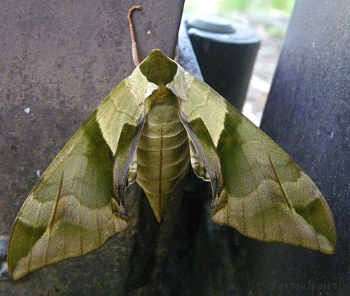 ウンモンスズメ