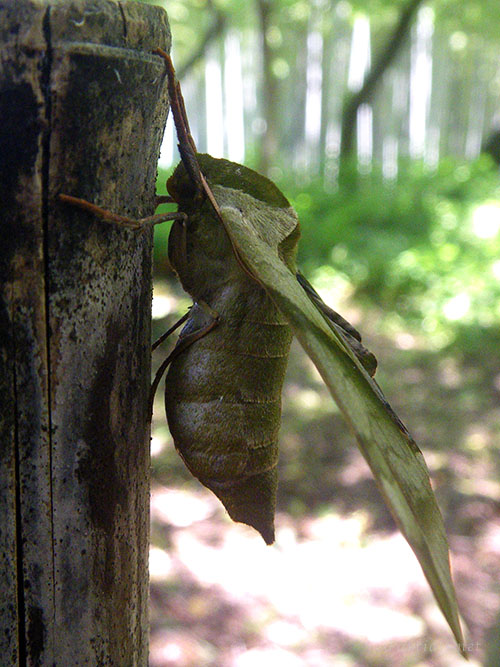 ウンモンスズメ
