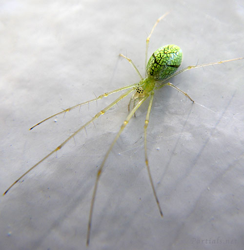 ウロコアシナガグモ　メスの全身