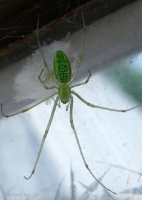 ウロコアシナガグモ　メス