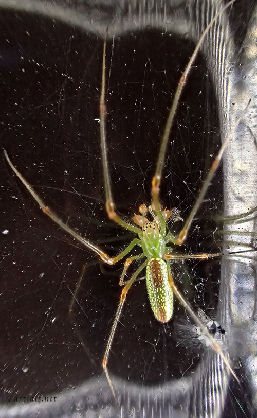 ウロコアシナガグモ　雄の全身