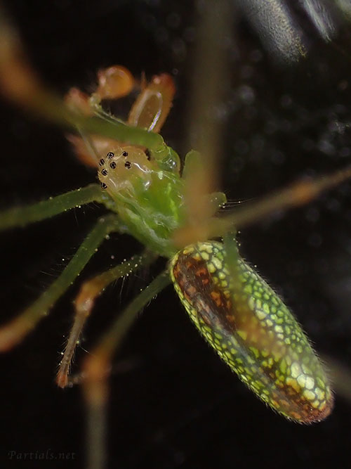 ウロコアシナガグモ　オス