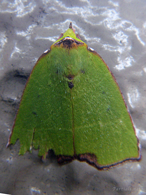 ウスアオリンガ