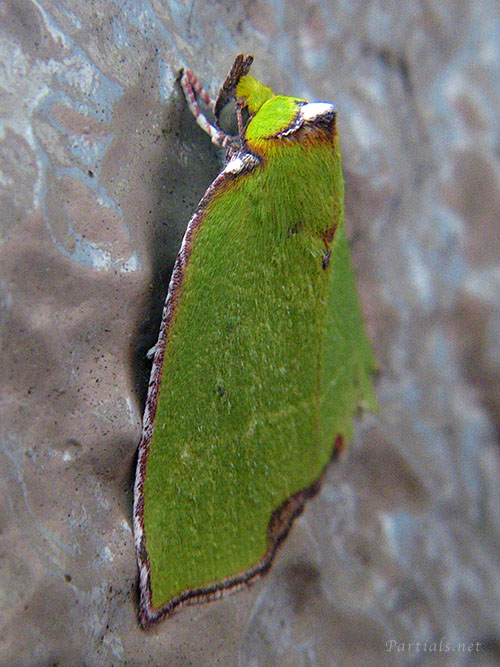 ウスアオリンガ