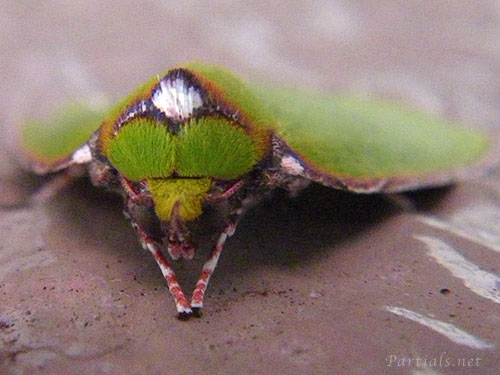 ウスアオリンガ