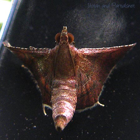 ウスベニトガリメイガ