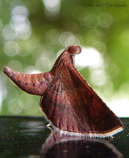 ウスベニトガリメイガ