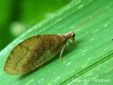 チャバネヒメカゲロウsp