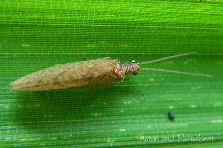 チャバネヒメカゲロウsp