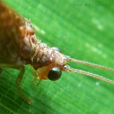 チャバネヒメカゲロウsp