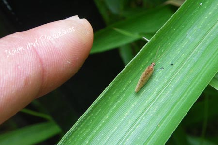 チャバネヒメカゲロウsp