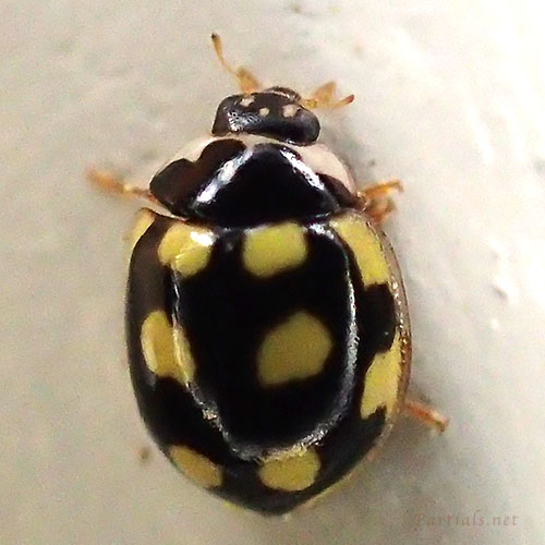 ウスキホシテントウ