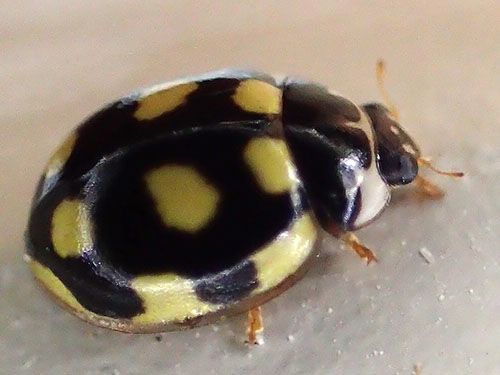 ウスキホシテントウ