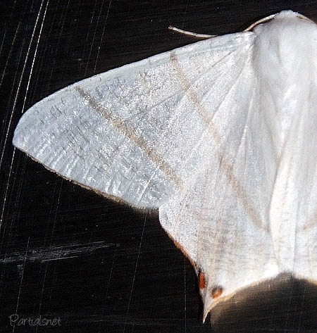 ウスキツバメエダシャク