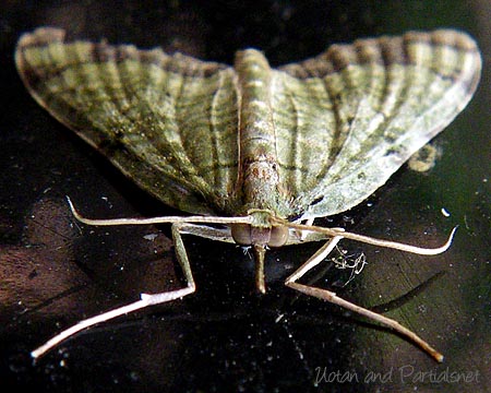 ウスミドリナミシャク