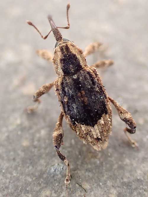 ウスモンカレキゾウムシ