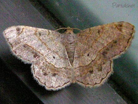 ウスオエダシャク