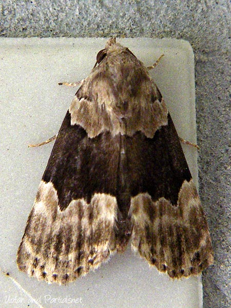 ウスヅマクチバ