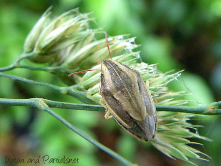 ウズラカメムシ