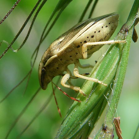 ウズラカメムシ